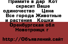 Примите в дар. Кот скрасит Ваше одиночество. › Цена ­ 0 - Все города Животные и растения » Кошки   . Оренбургская обл.,Новотроицк г.